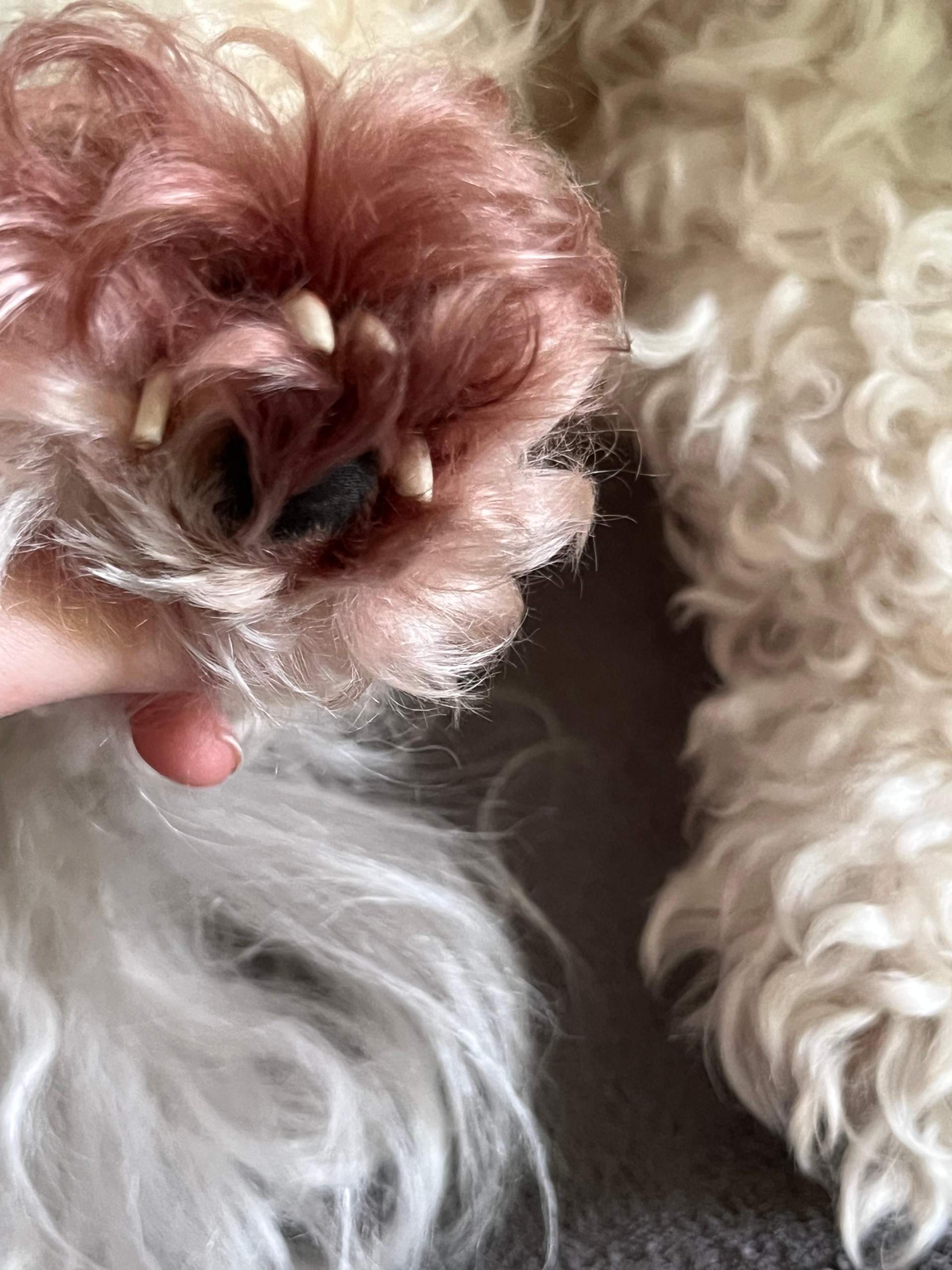 Rosa Fell (Hund)? (Haare, Tierarzt)