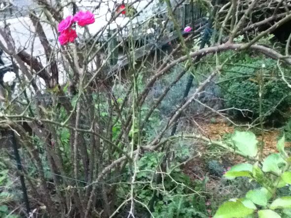 Bild 2 - (Garten, Pflanzen, Rosen)