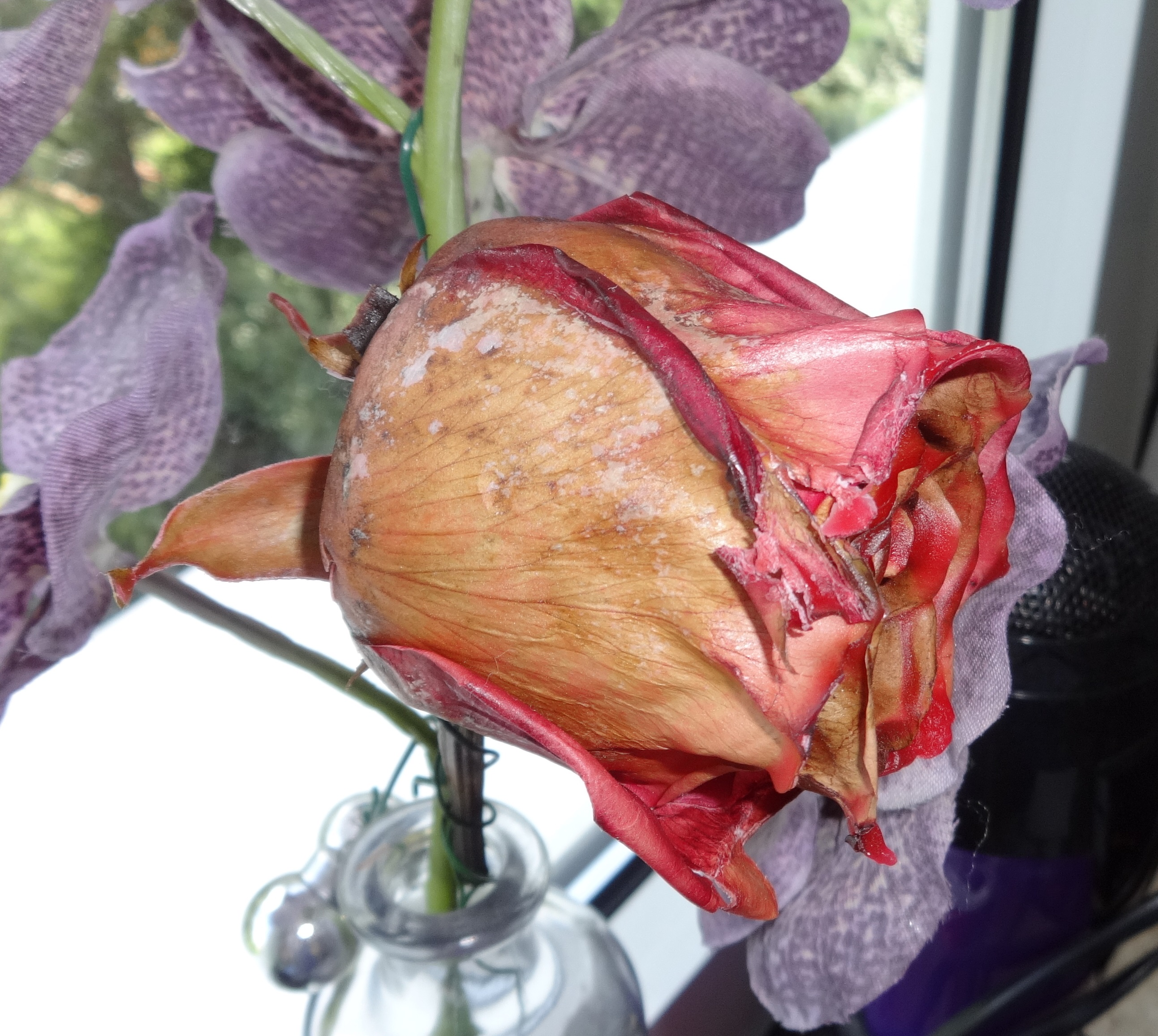 Rose In Wachs Getaucht Nun Verschimmelt Was Muss Man Beachten Liebe Geschenk Blumen