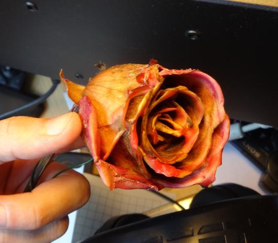 Rose 3 - (Liebe, Geschenk, Blumen)