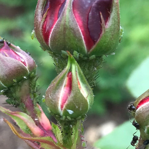 Läuse und Ameisen an der Rose - (Garten, Rosen)