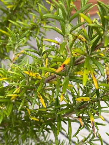 Rosmarin hat gelbe Nadeln mit schwarzen Punkten! Was ist zu machen