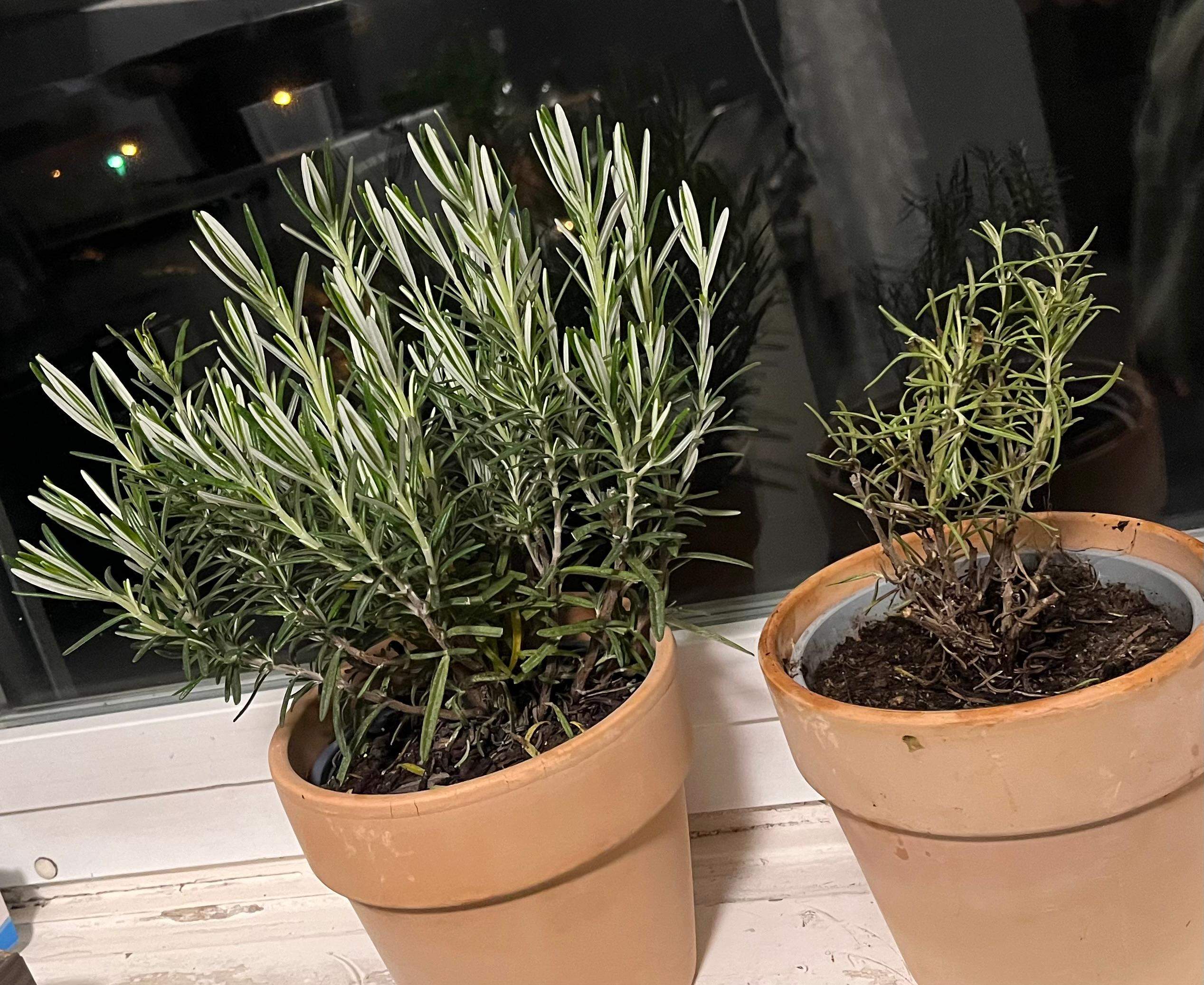 Rosmarin richtig gießen/lagern? (Wasser, Erde, Blumen)