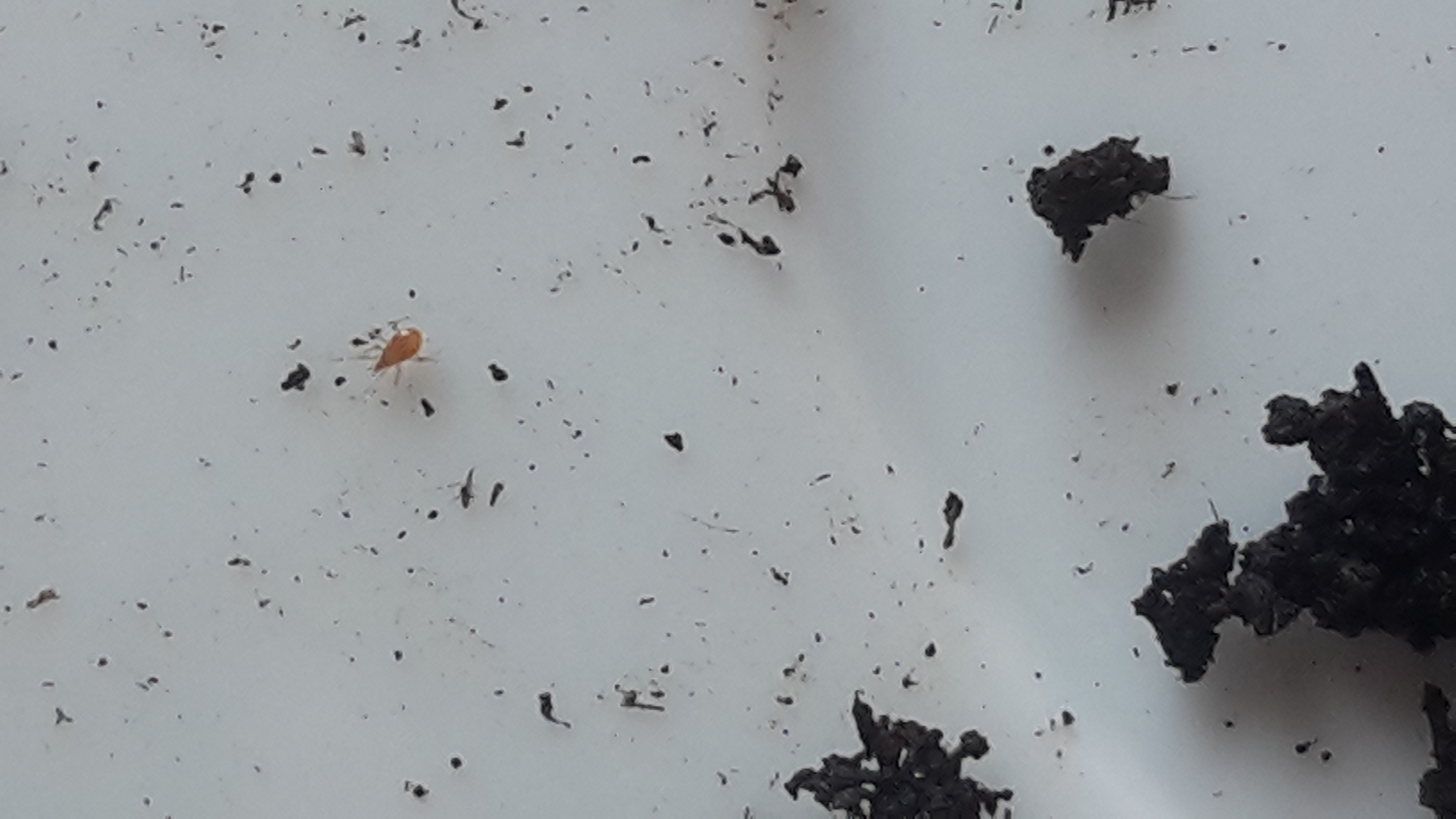 Rot braune Tierchen in der Erde meiner Zimmerpflanze? (Schädlinge