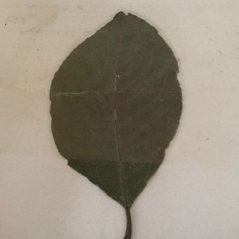 Buche - (Herbarium, Buche)
