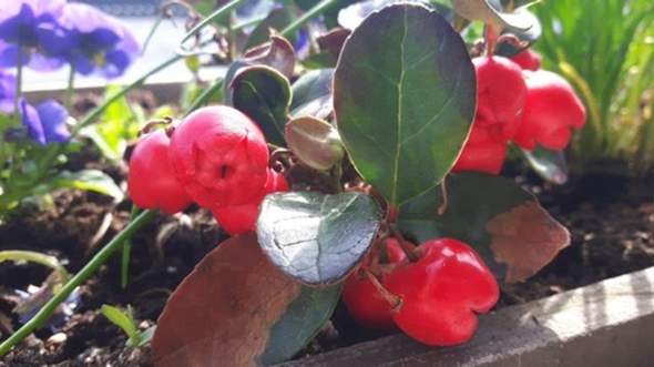 Rote Beeren der Winterpflanze jetzt in Blüten verwandelt?