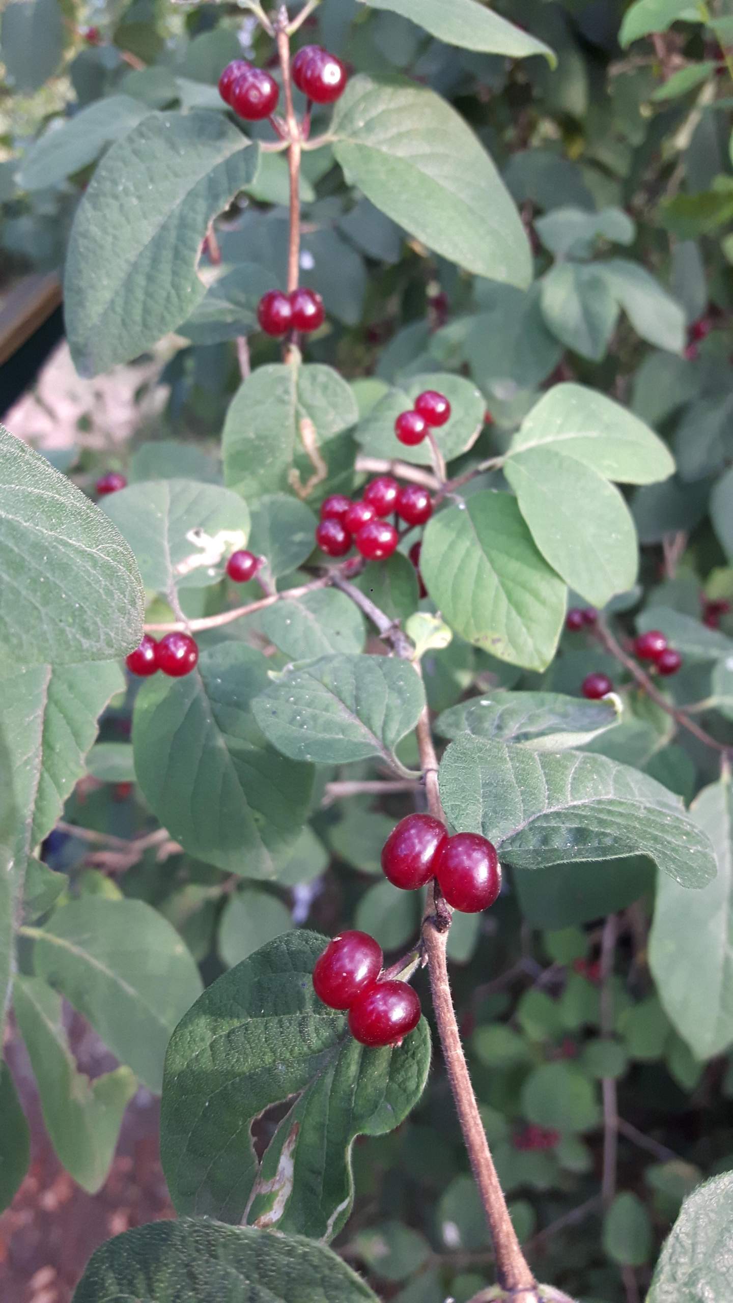 Rote Beeren? Essbar? (Botanik, Pflanzenbestimmung)