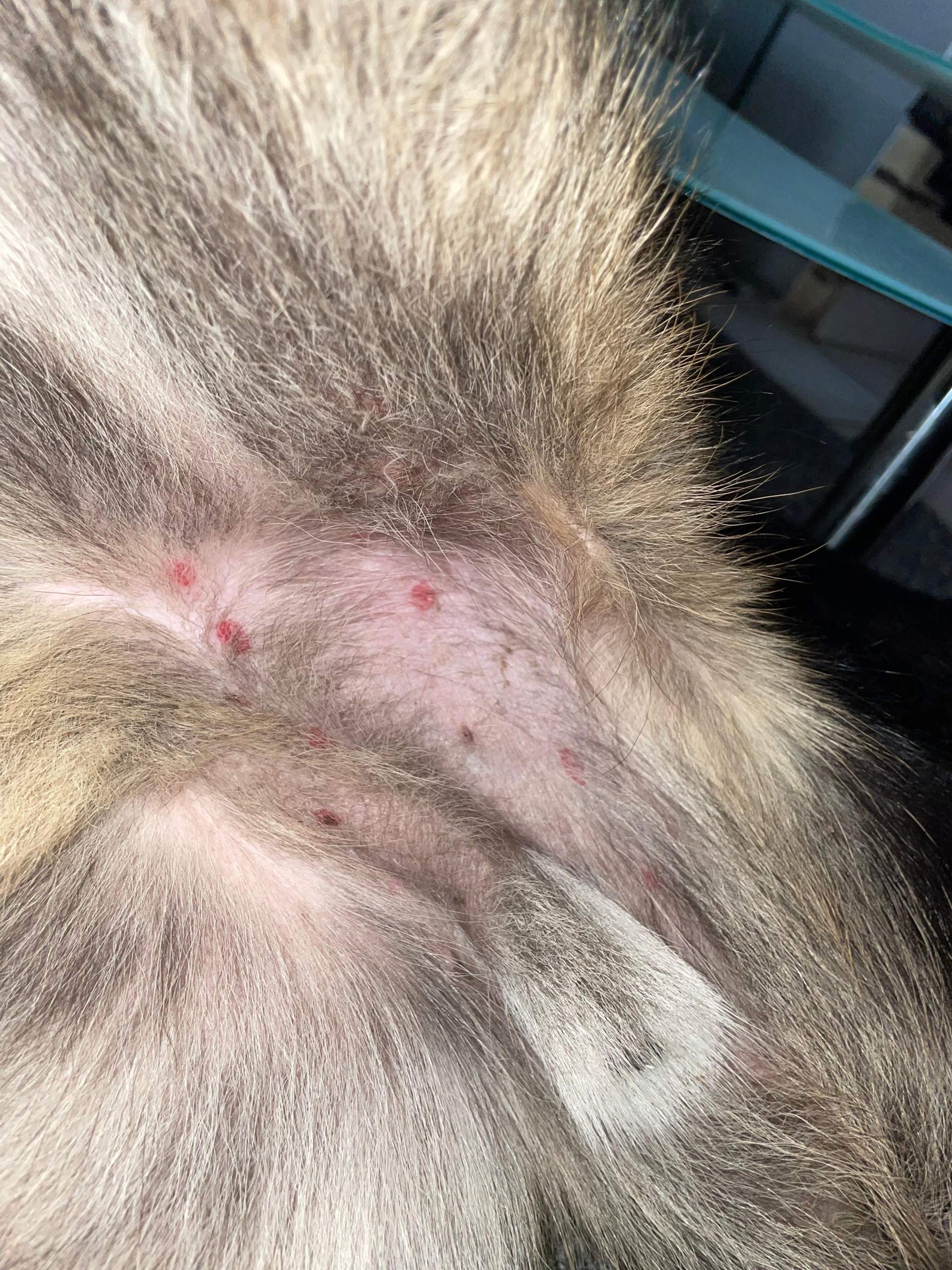 Hund Rote Haut Am Bauch