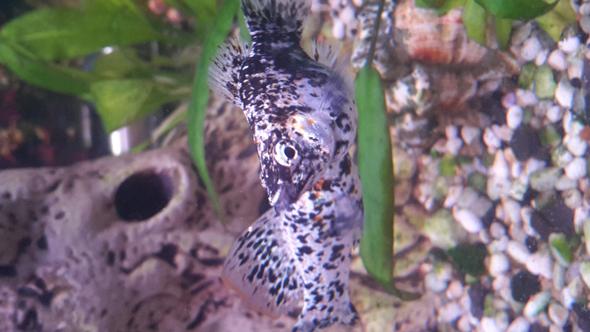 Rote Flecken auf Mollys. Was kann das sein? (Krankheit, Fische, Aquarium)