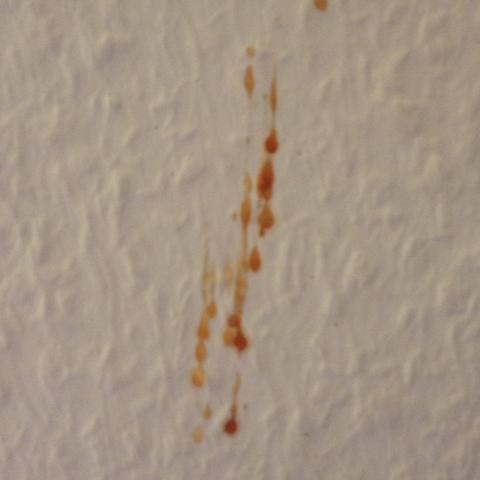 Rote Flecken In Der Wohnung Insekten