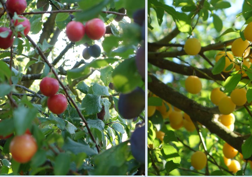 Handelt es sich um Rote Mirabellen? (Baum, Früchte, Mirabelle)