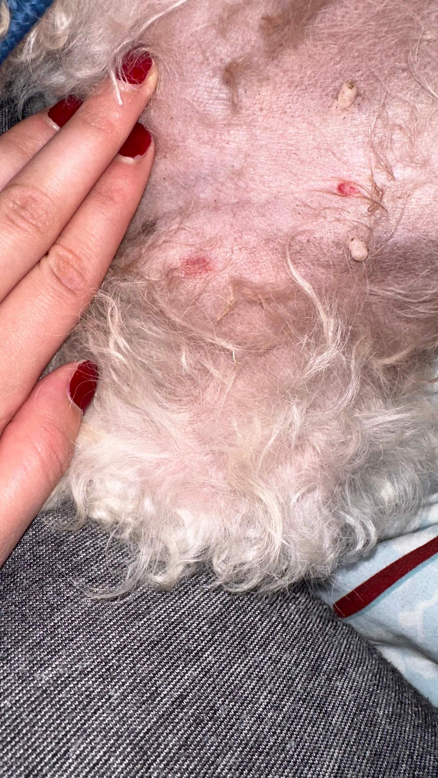 Rote Punkte am Bauch vom Hund? (Gesundheit, Tierarzt, Tiermedizin)