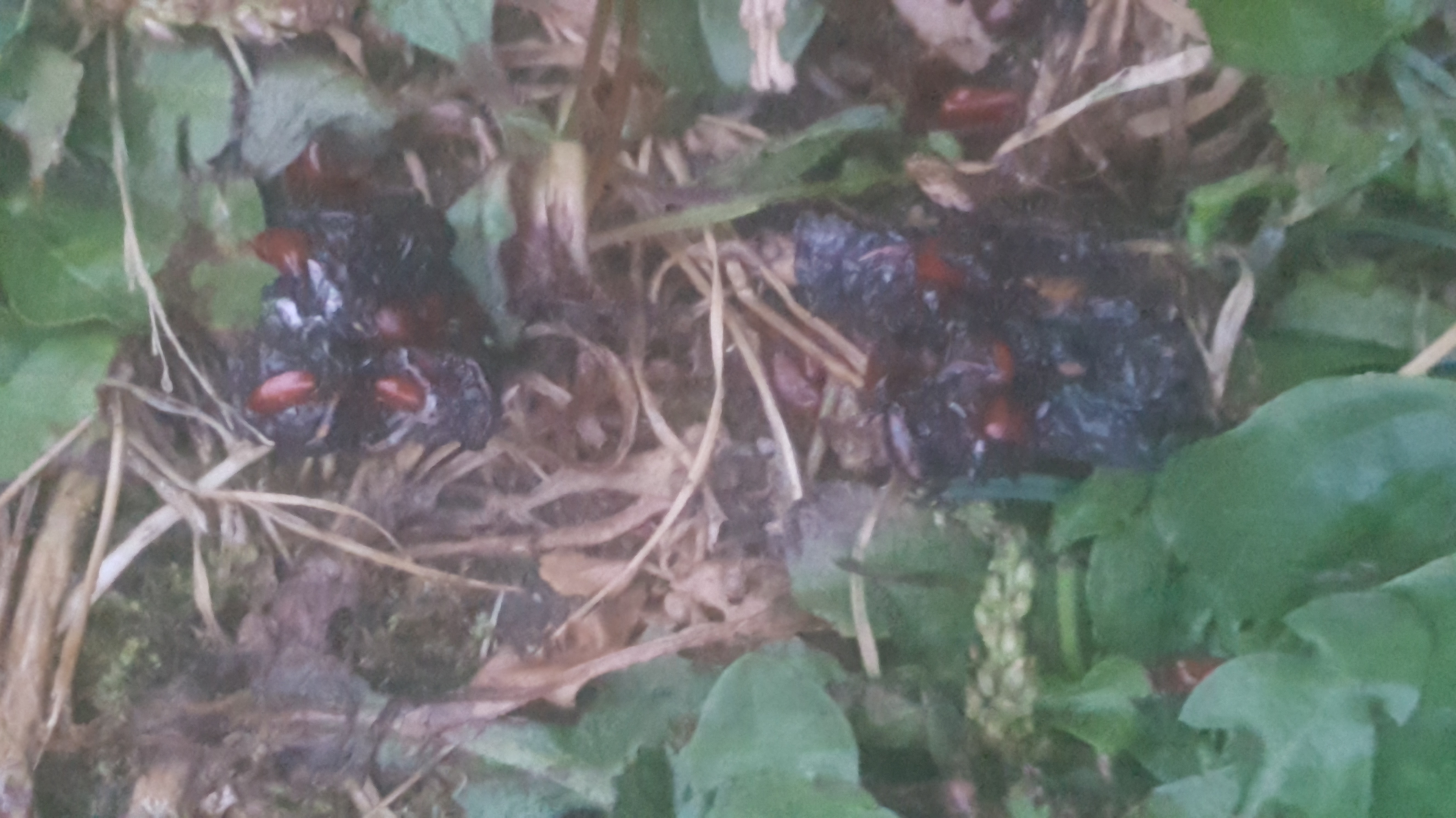 Rote Punkte im Hundekot Wurmeier? (Tiere, Hund, Würmer) Rote Punkte im Hundekot Wurmeier? (Tiere, Hund, Würmer)