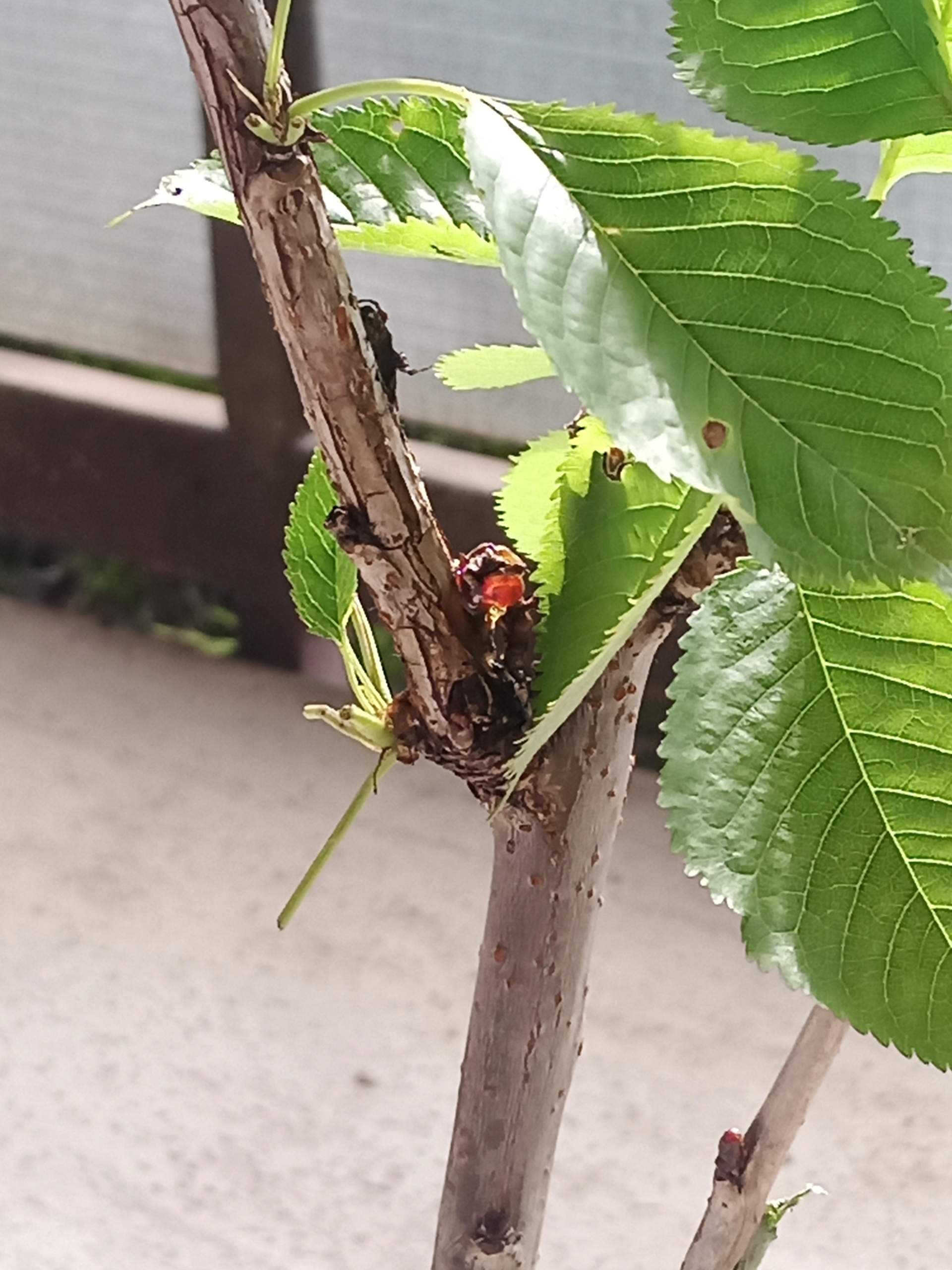 Kirschbaum-Schädlinge Bilder: Zeichnen lernen und Spaß haben!