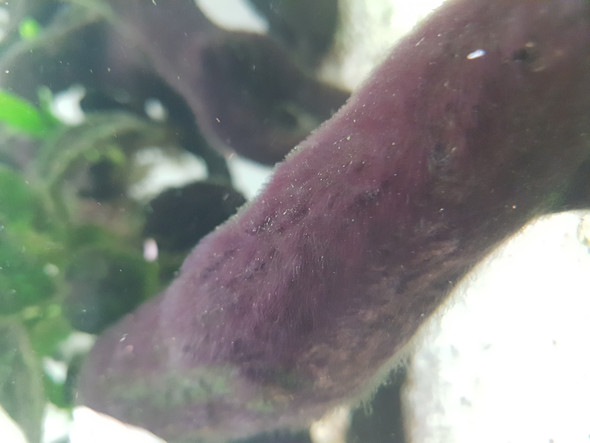 - (Aquarium, Aquaristik, Algen)