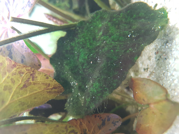 - (Aquarium, Aquaristik, Algen)
