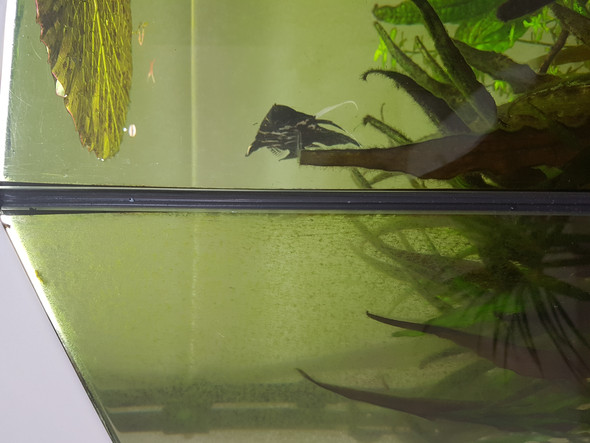 - (Aquarium, Aquaristik, Algen)