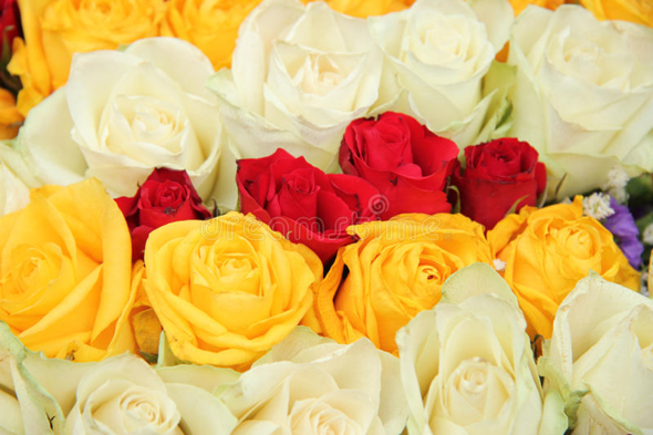 Rote, weiße oder gelbe Rosen?