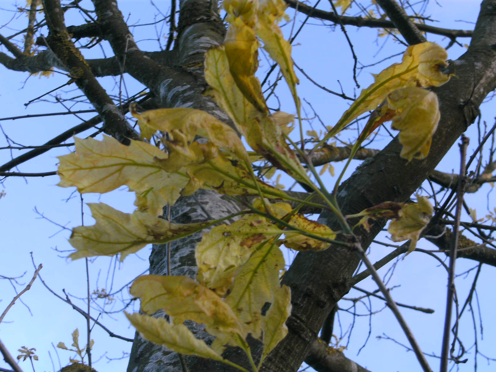 Roteiche hat Krankheit? (Garten, Baum)