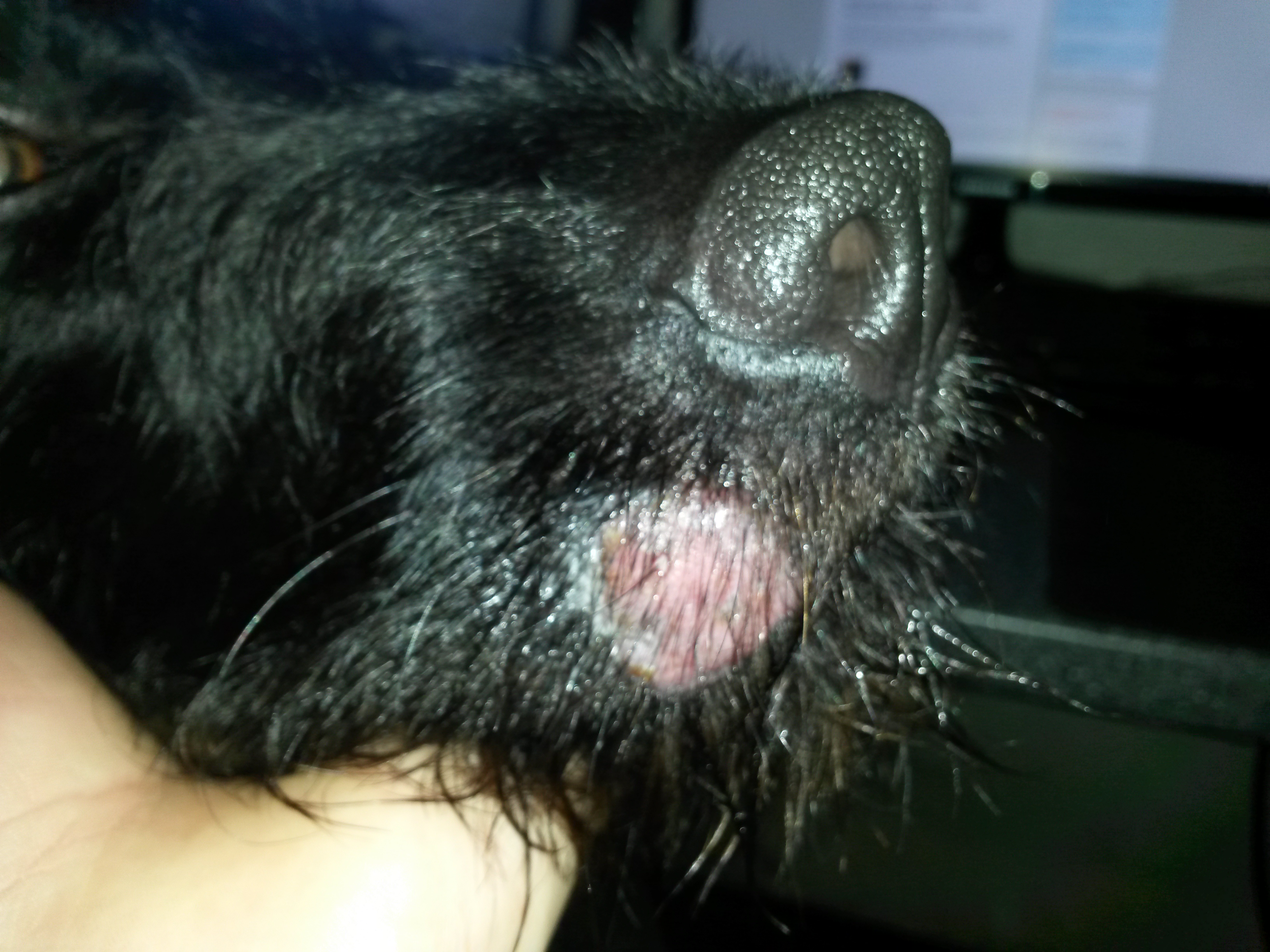 Rote Stelle am Mundwinkel meines Hundes Was kann das sein ? (Krankheit
