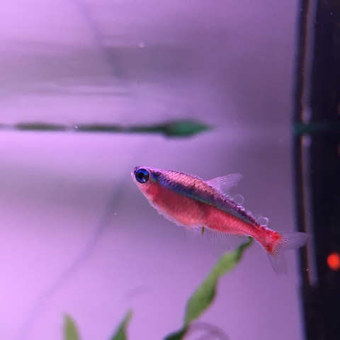 Roter Neon mit blasser Verfärbung  - (Krankheit, Fische, Aquaristik)