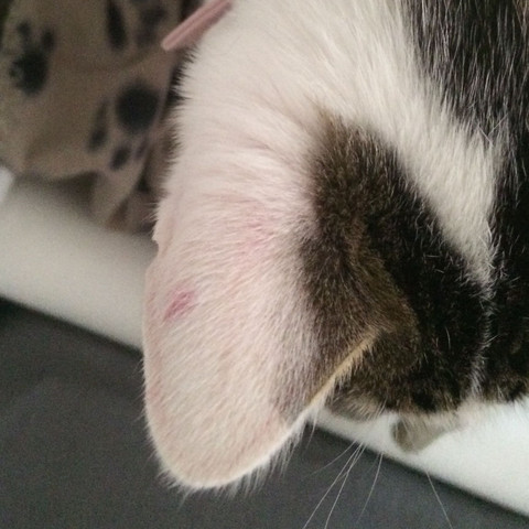 roter punkt am ohr tiere katze katzen