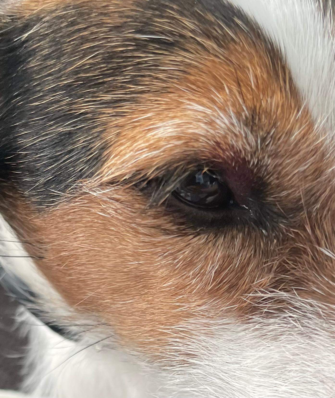 Rotes Auge bei Hund. Was kann das sein? (Gesundheit, Augen, Tierarzt)