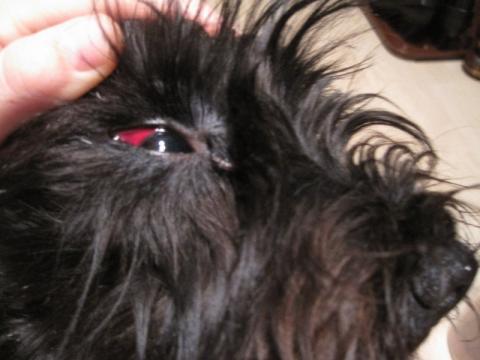 rotes hundeauge hund augen tierarzt