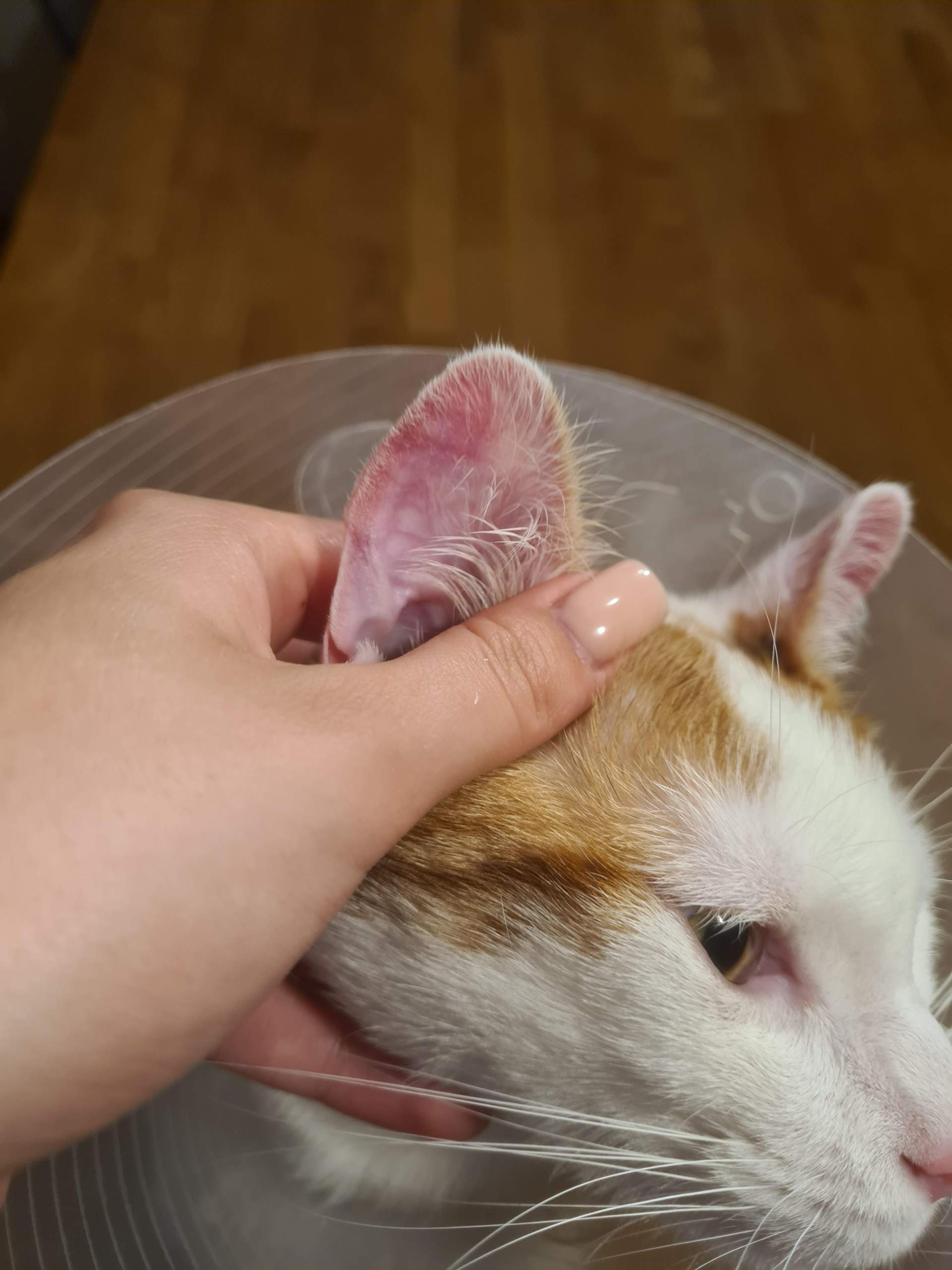 Rotes Ohr bei Katze mit Halskrause? (Tierarzt, Hauskatze)