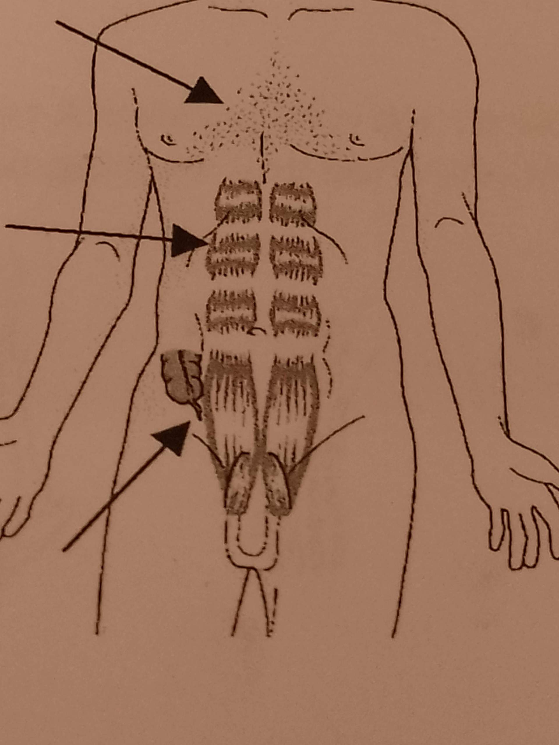 Rudimente? Was ist dass am Bauch? (Körper)