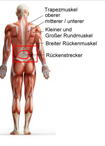 testt - (Schmerzen, Rücken)