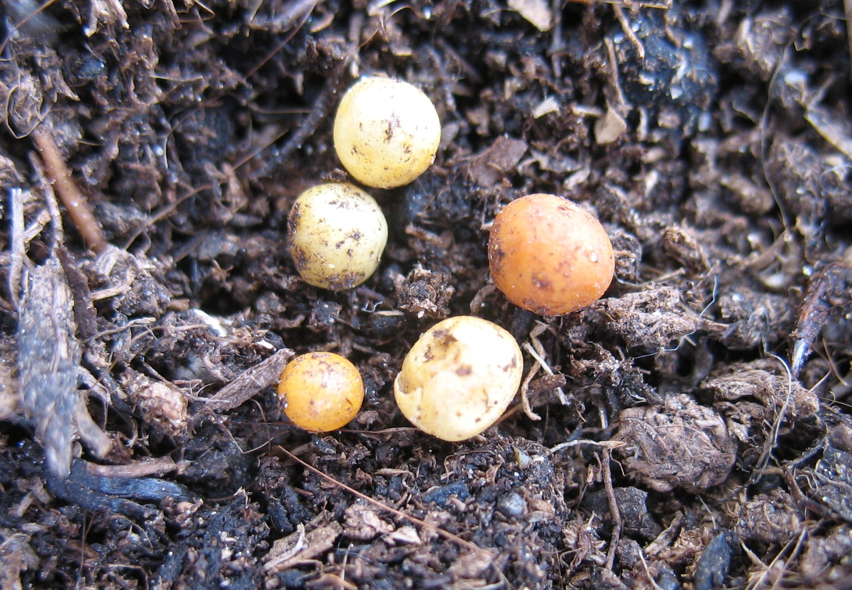 Runde leere "Eier" in der Gartenerde (Garten, Insekten, regenwurm)