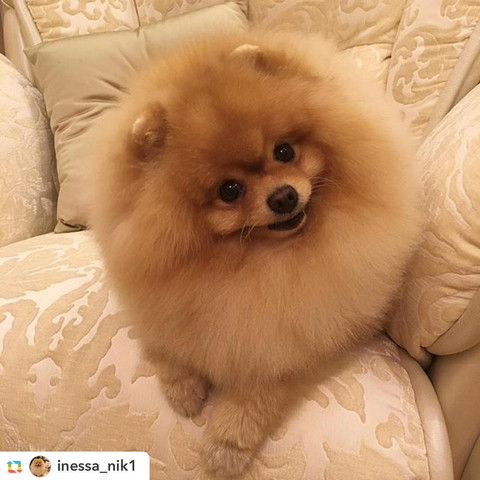 runde und spitze schauzen zwergspitz pomeranian tiere hund schnauze