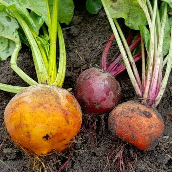 Runkelrübe und Zuckerrübe ein- und dasselbe? (kochen, Natur, Essen und ...