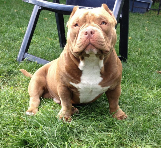 Leavitt Bulldog Beautiful Dogs Bully Dog Bulldog Breeds