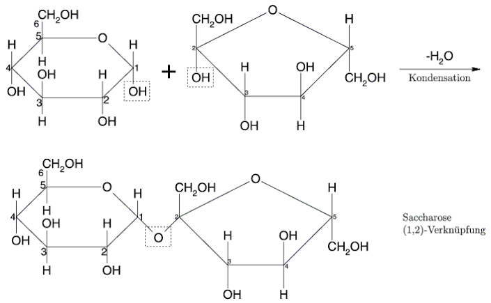 Saccharose Bestandteile? (Biochemie, Moleküle, organische Chemie)