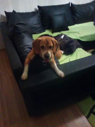 Sachkundenachweis Beagle Mischling Hund