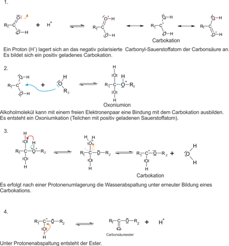 säurekatalysierte Esterhydrolyse Mechanismus, Aggregatzustände?