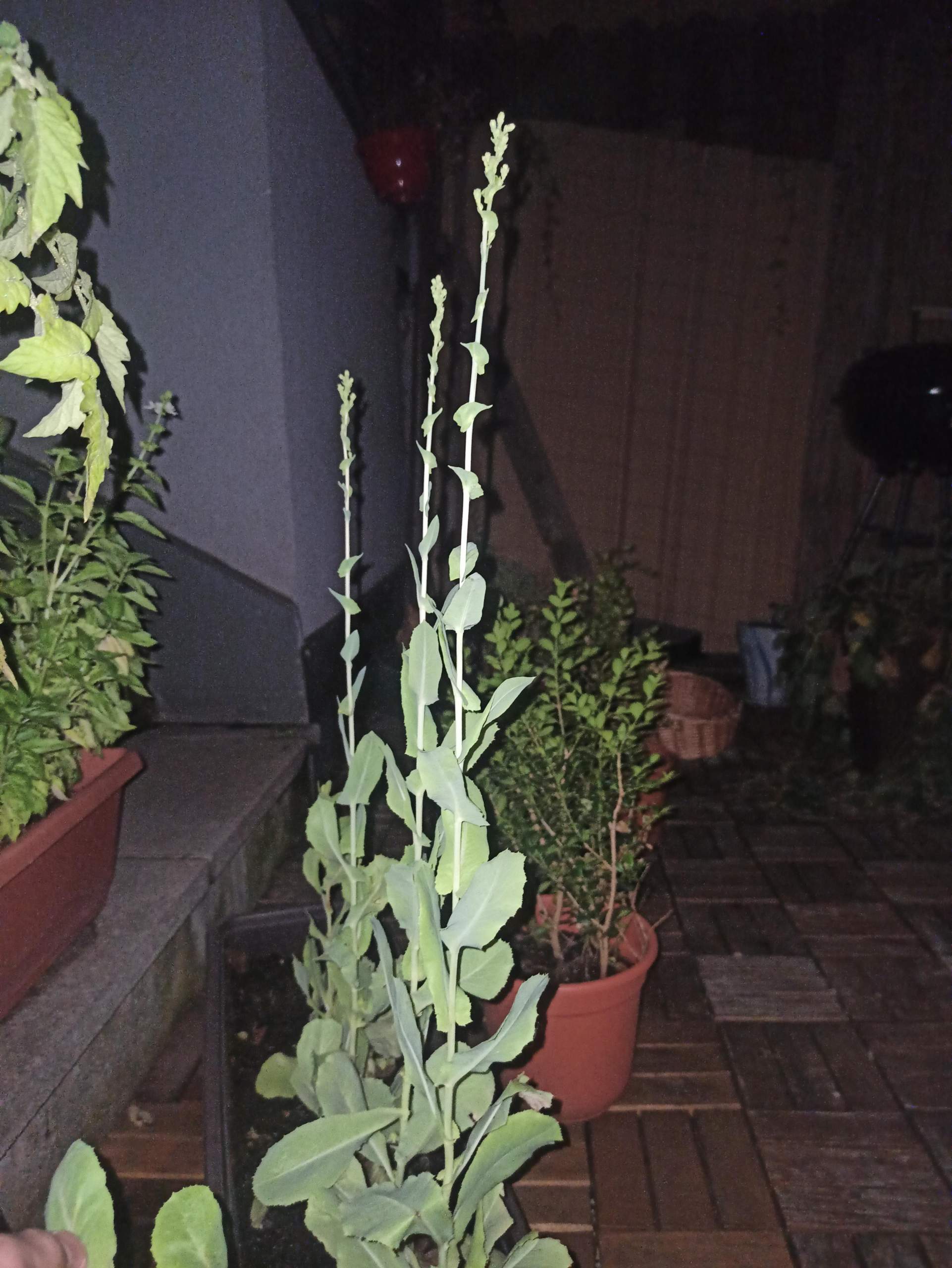 Salat wächst fast ohne blätter ununterbrochen in die Höhe was machen