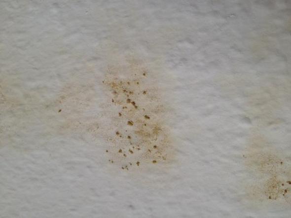 Salpeter Oder Schimmel An Der Wand Mit Bildern Gesundheit Wohnung Haus