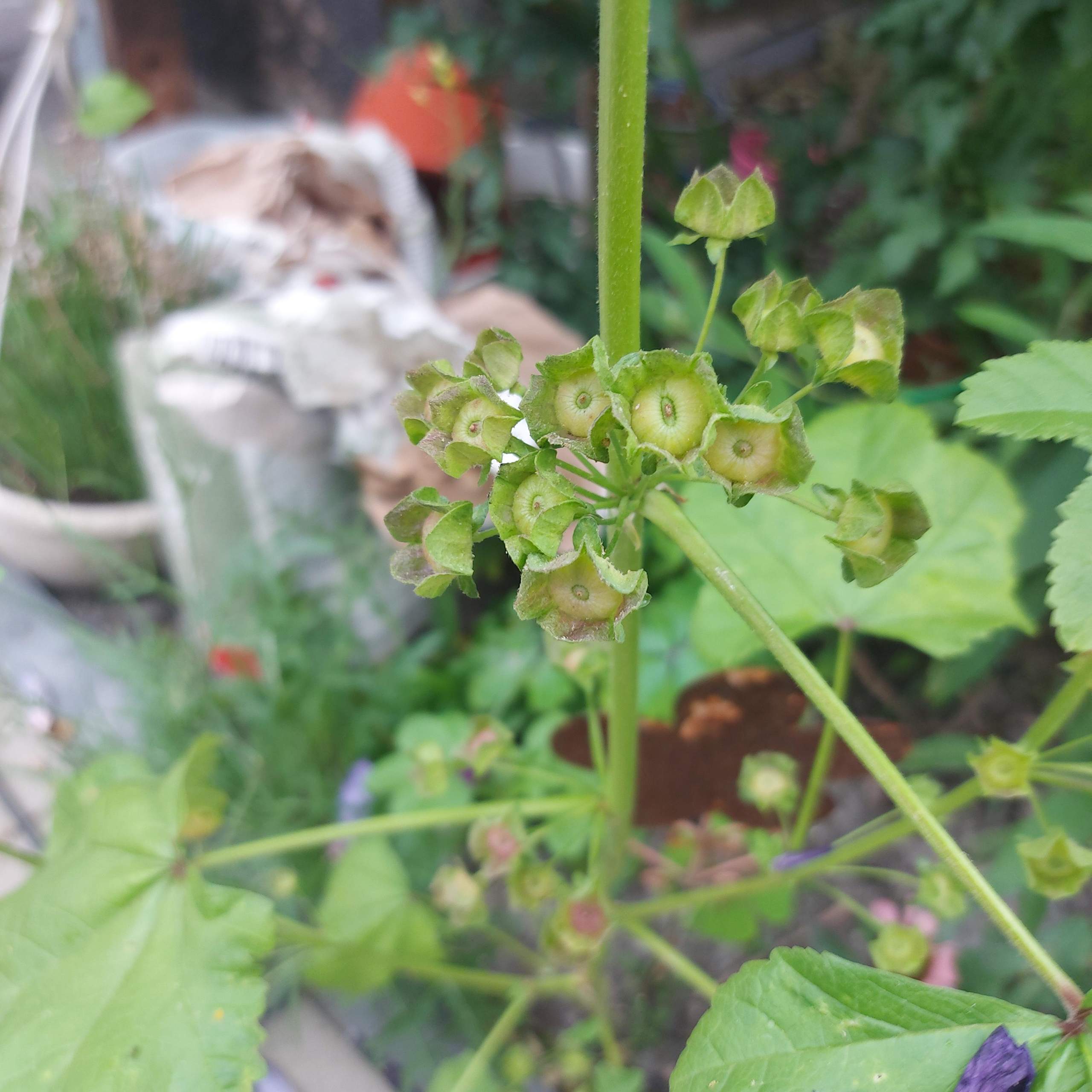 Samen entfernen? (Pflanzen, Garten, Blumen)