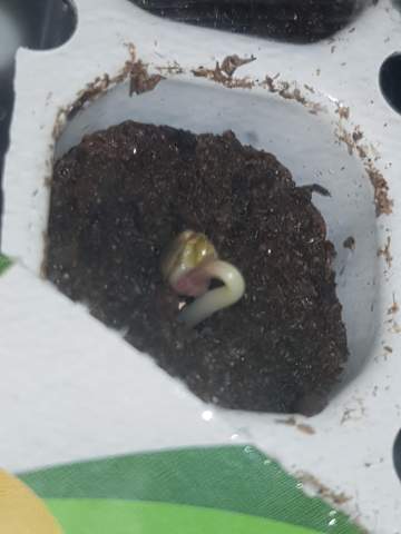 Samen kommen nach Keimung an die Oberfläche? (Pflanzen, Garten, Botanik)