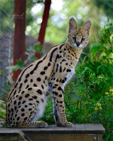 savannah als haustier was haltet ihr davon tiere umfrage abstimmung