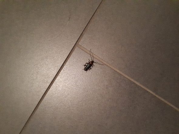 Schabe oder Käfer, was ist das?