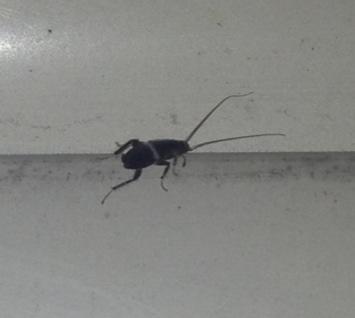 Kakerlake oder Käfer - (Balkon, Kakerlaken)