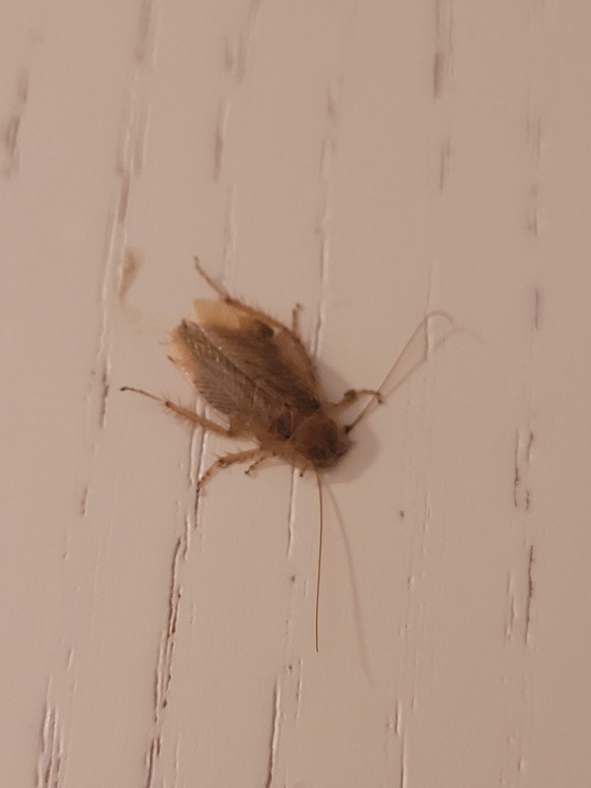 Schabe Oder Kakerlake Insekten Kakerlaken Schaben schabe-oder-kakerlake-insekten-kakerlaken-schaben