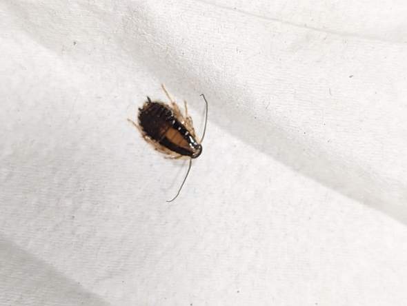 Käfer Aufkleber Schaben Wandtattoo - Gruselige Halloween Deko 2x 25x70cm