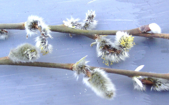 Schadbild Weidenkätzchen1 - (Pflanzen, Natur, Schädlinge)
