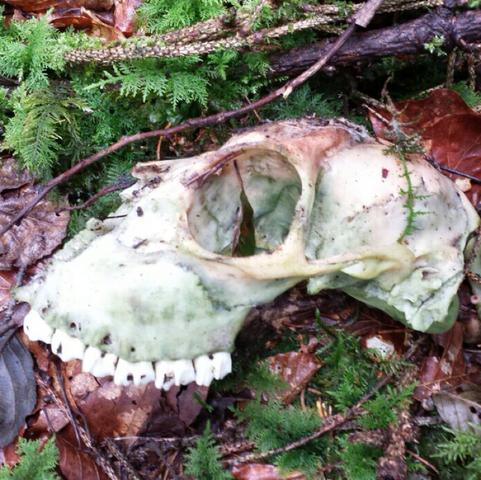 Schadel Im Wald Entdeckt Von Welchem Tier Stammt Er Tiere Finden Knochen