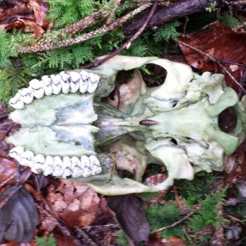 Der Schädel von unten - (Tiere, Knochen, Wald)